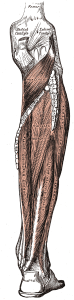 FDL andTibialis Posterior