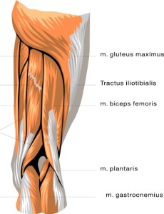 Rear View of Right Leg