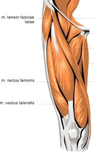 Anterior Musculature Front View of Right Leg