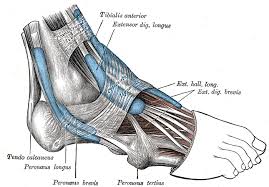 Inferior Extensor Retinaculum