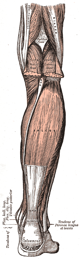 Soleus Soleus