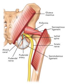 The pear shaped Piriformis with the Sciatic Nerve in yellow just below it.