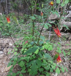 Western Red Columbine