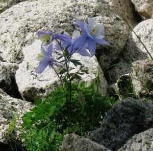 Rocky Mountain Columbine, the State Flower
