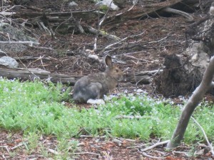 The first time I've seen a Snowshoe Hare.