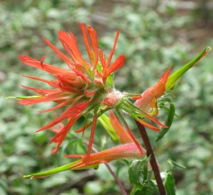 One of the better flowers on the trip.