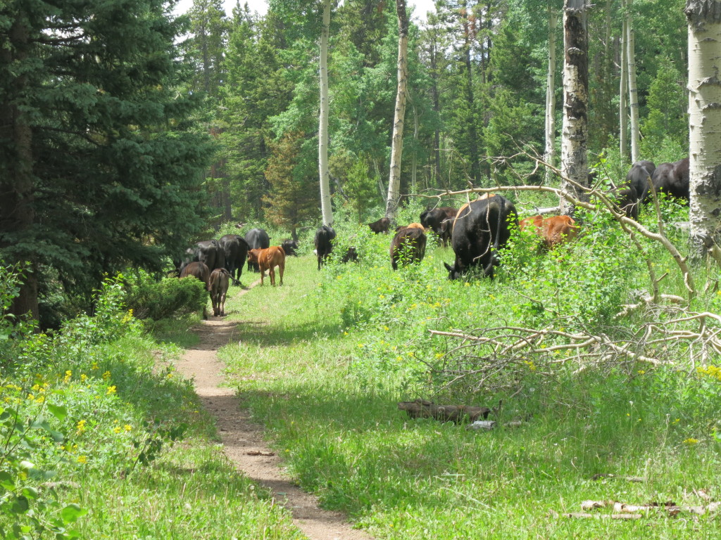 Yeah, right on the trail.