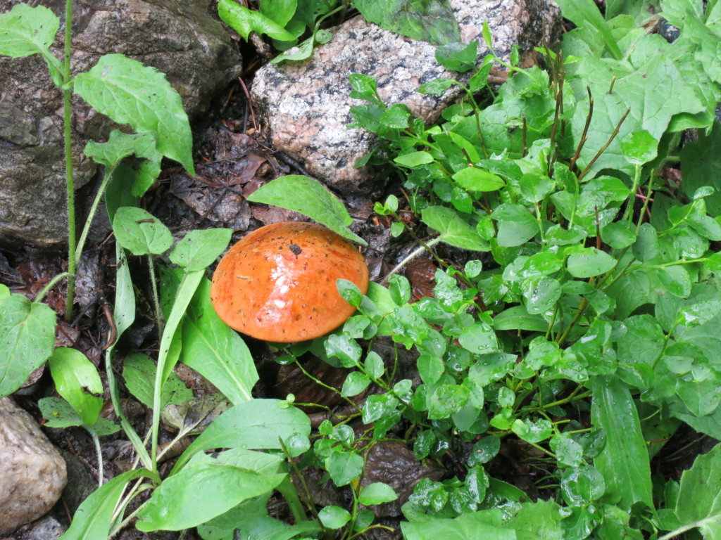 Leccinum incigne 