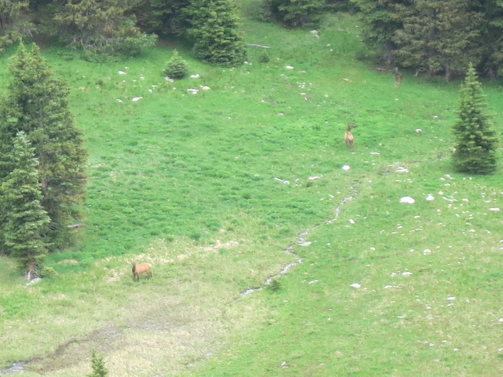 Elk below feeding