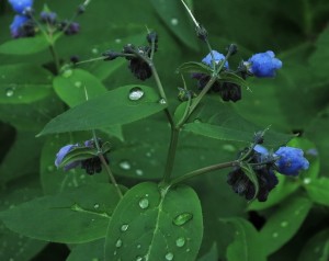 Fringed Bluebells (green mertensia)