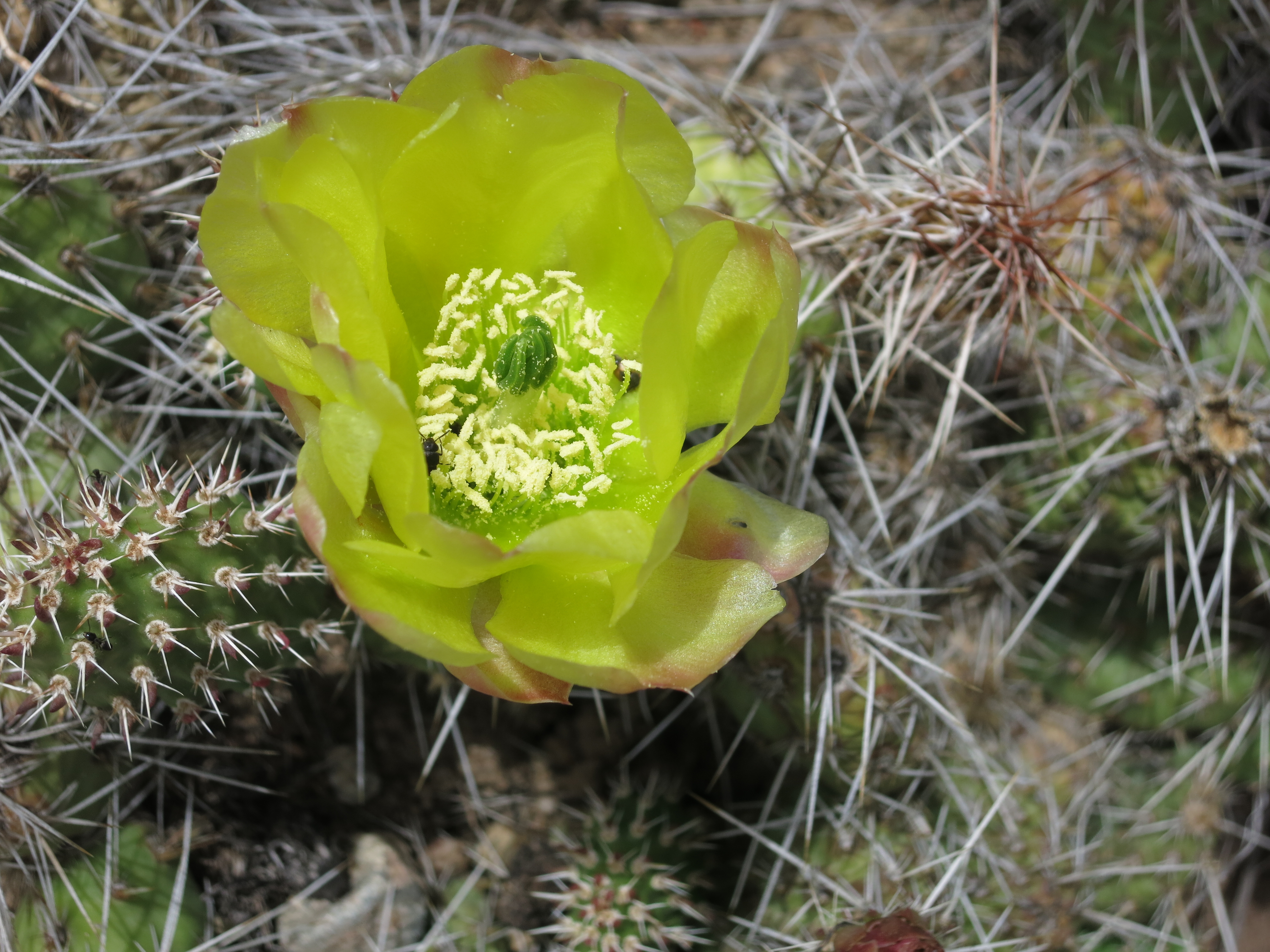 Prickly Pear blooms on the hillside above Clear Creek Trailhead