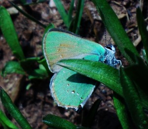 Green Hairstreak Butterfly from a day hike on the Mesa Trail in Boulder.